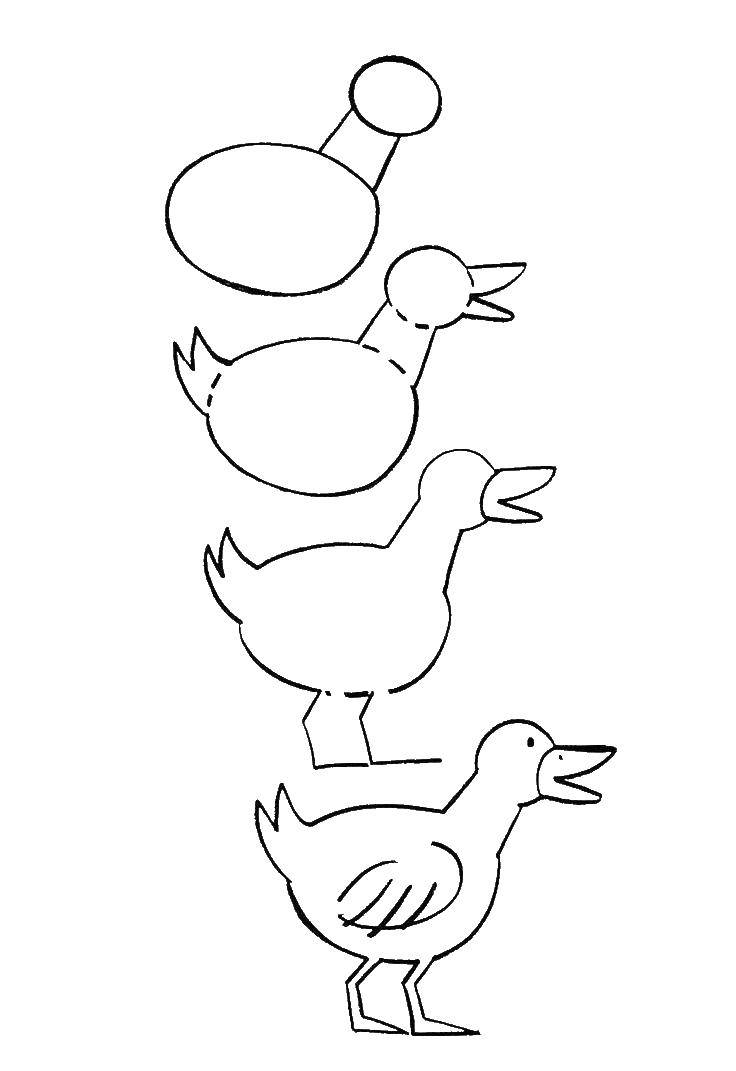 Coloring Gradually draw the duck. Category how to draw an animal in stages. Tags:  Poultry, duck.