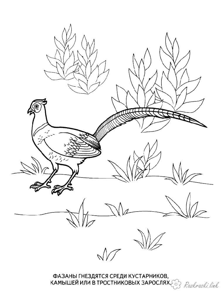 Coloring Pheasant. Category wild animals. Tags:  bird.