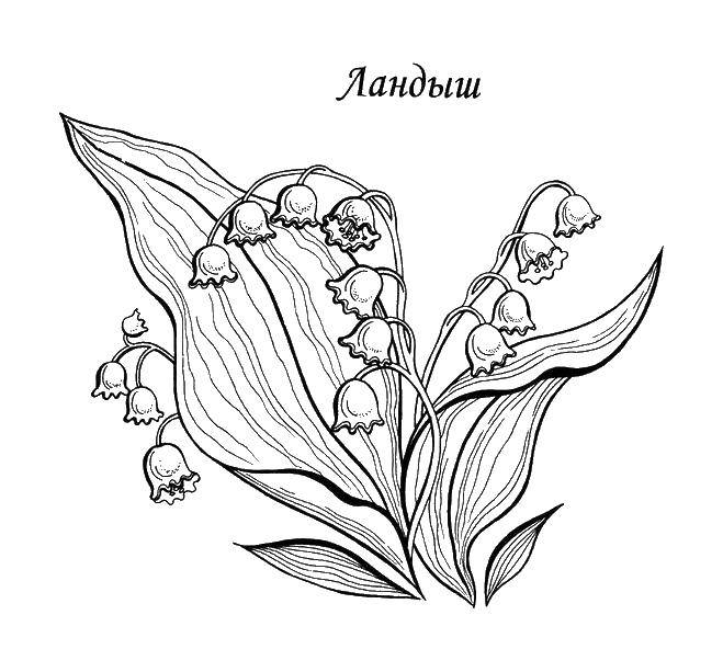 Coloring Lily of the valley. Category flowers. Tags:  Flowers, bouquet, Lily of the valley.