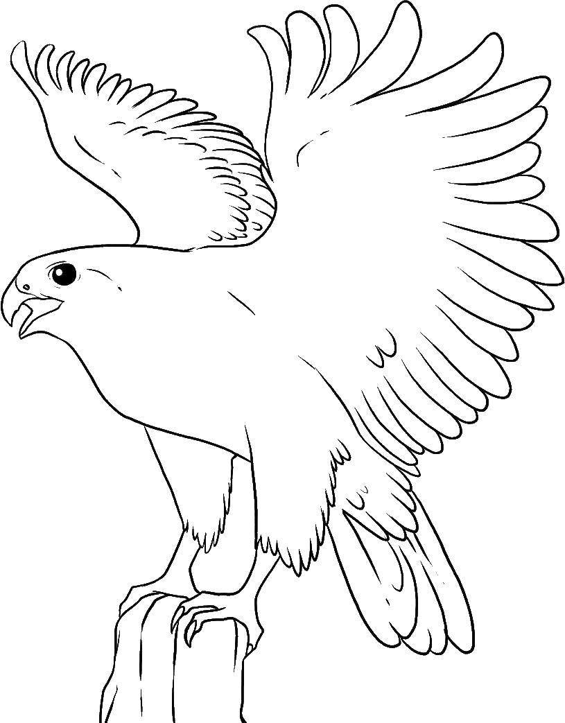 Coloring Mighty eagle. Category birds. Tags:  Birds, eagle, mountains.
