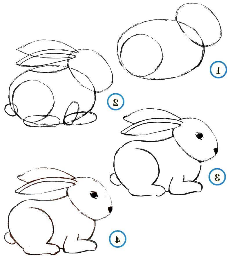 Coloring Gradually draw the Bunny. Category how to draw an animal in stages. Tags:  Animals, Bunny.