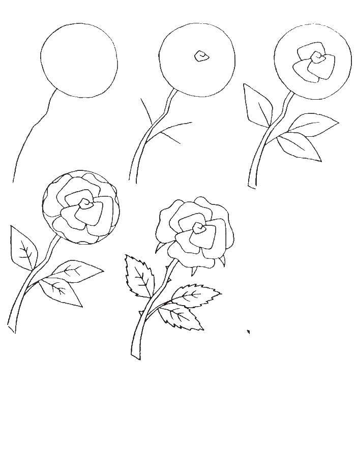 Опис: розмальовки  Поетапно малюємо троянду. Категорія: як намалювати поетапно квіти. Теги:  Квіти, троянди.