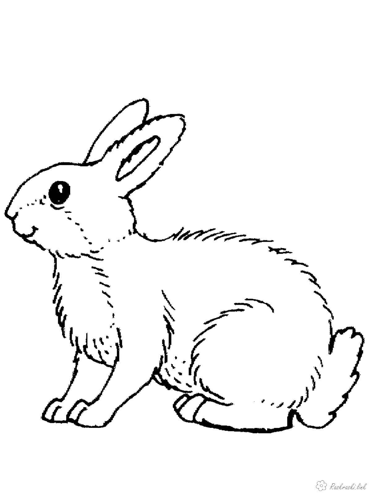 Название: Раскраска Кролик. Категория: дикие животные. Теги: кролик.