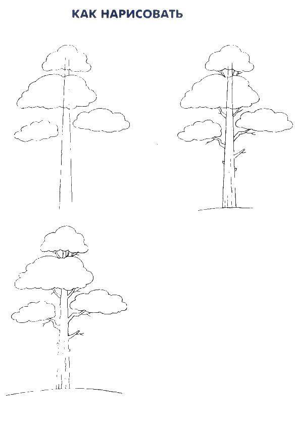 Coloring Gradually draw the tree. Category how to draw step by step. Tags:  Forest, tree, sun.