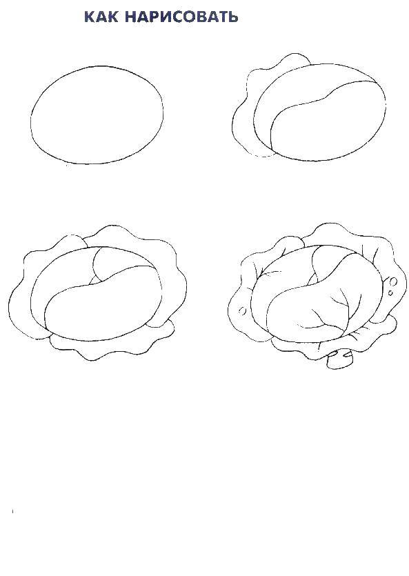 Coloring Gradually draw the cabbage. Category how to draw step by step. Tags:  vegetables, kaustav.