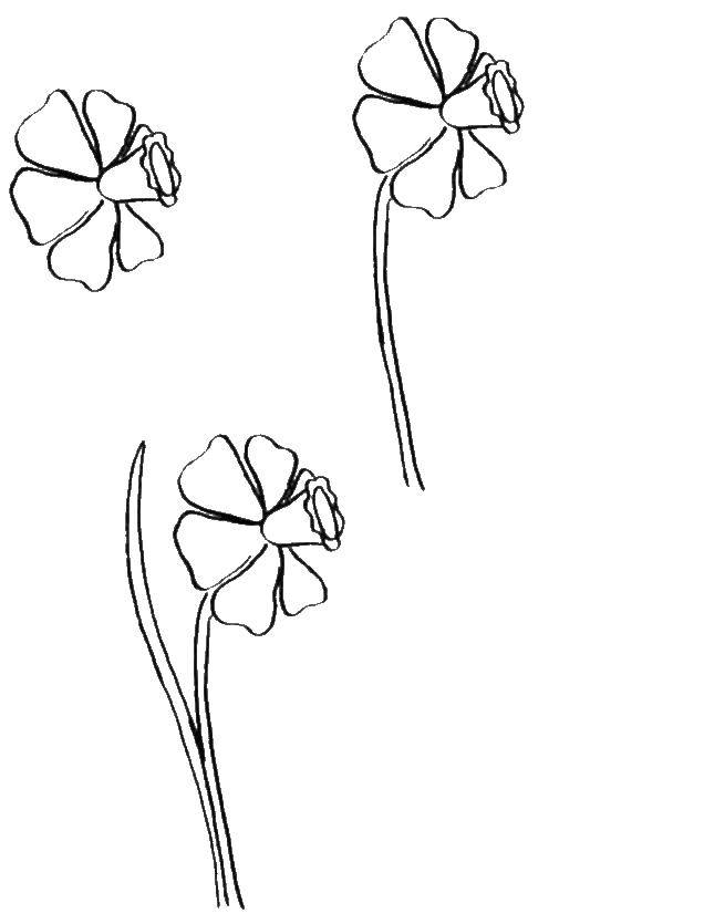 Coloring Gradually draw Narcissus. Category how to draw step by step flowers. Tags:  Flowers, Narcissus.