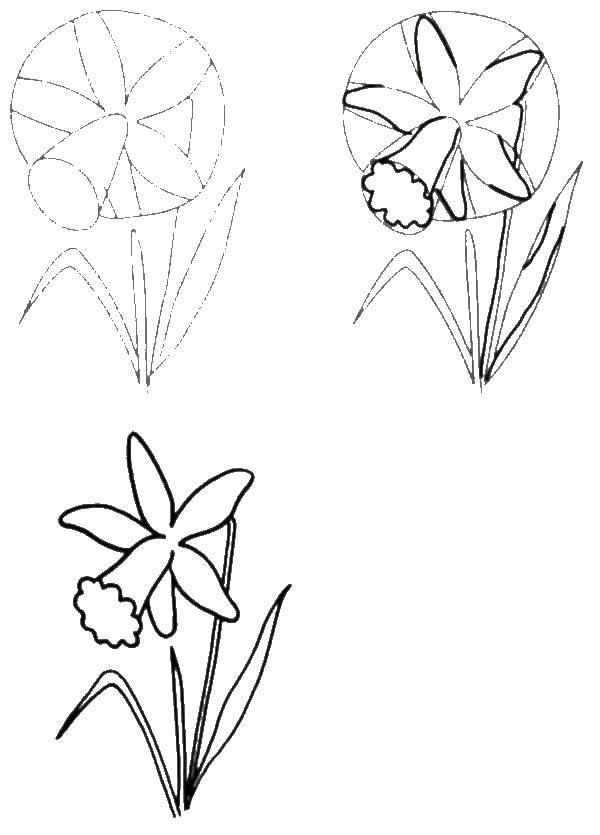 Coloring Gradually draw Narcissus. Category how to draw step by step flowers. Tags:  Flowers, Narcissus.