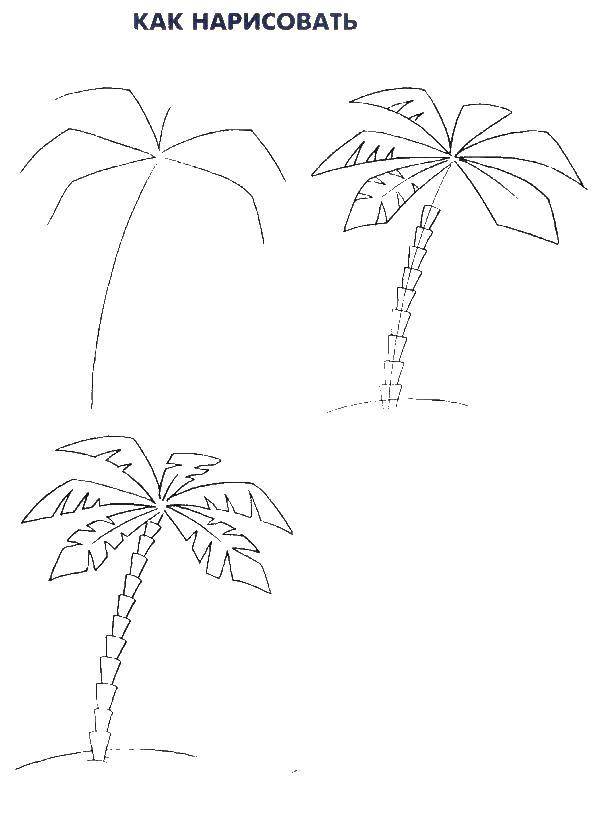 Название: Раскраска Поэтапно рисуем пальму. Категория: как нарисовать поэтапно. Теги: Деревья, пальма.