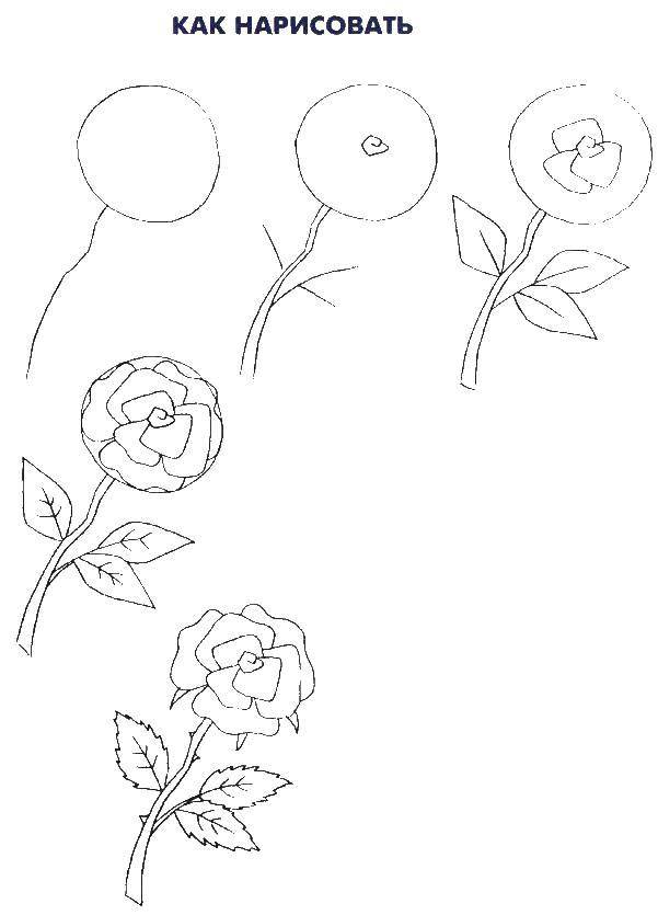 Coloring Gradually draw a rose. Category how to draw step by step flowers. Tags:  Flowers, roses.