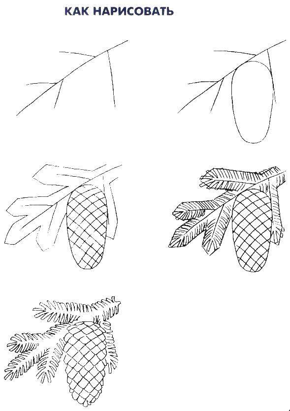 Coloring Gradually draw the cone. Category how to draw step by step. Tags:  Timber, tree, cones.