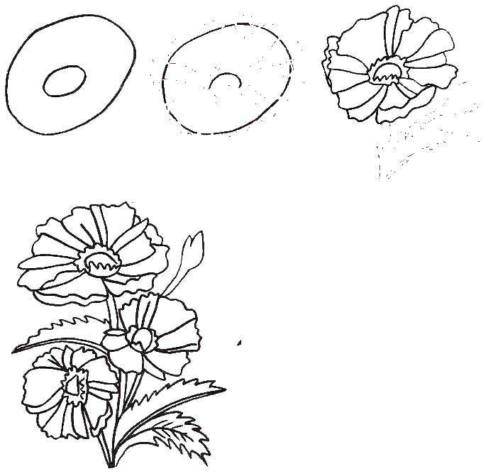 Coloring Gradually draw the flowers. Category how to draw step by step flowers. Tags:  Flowers.