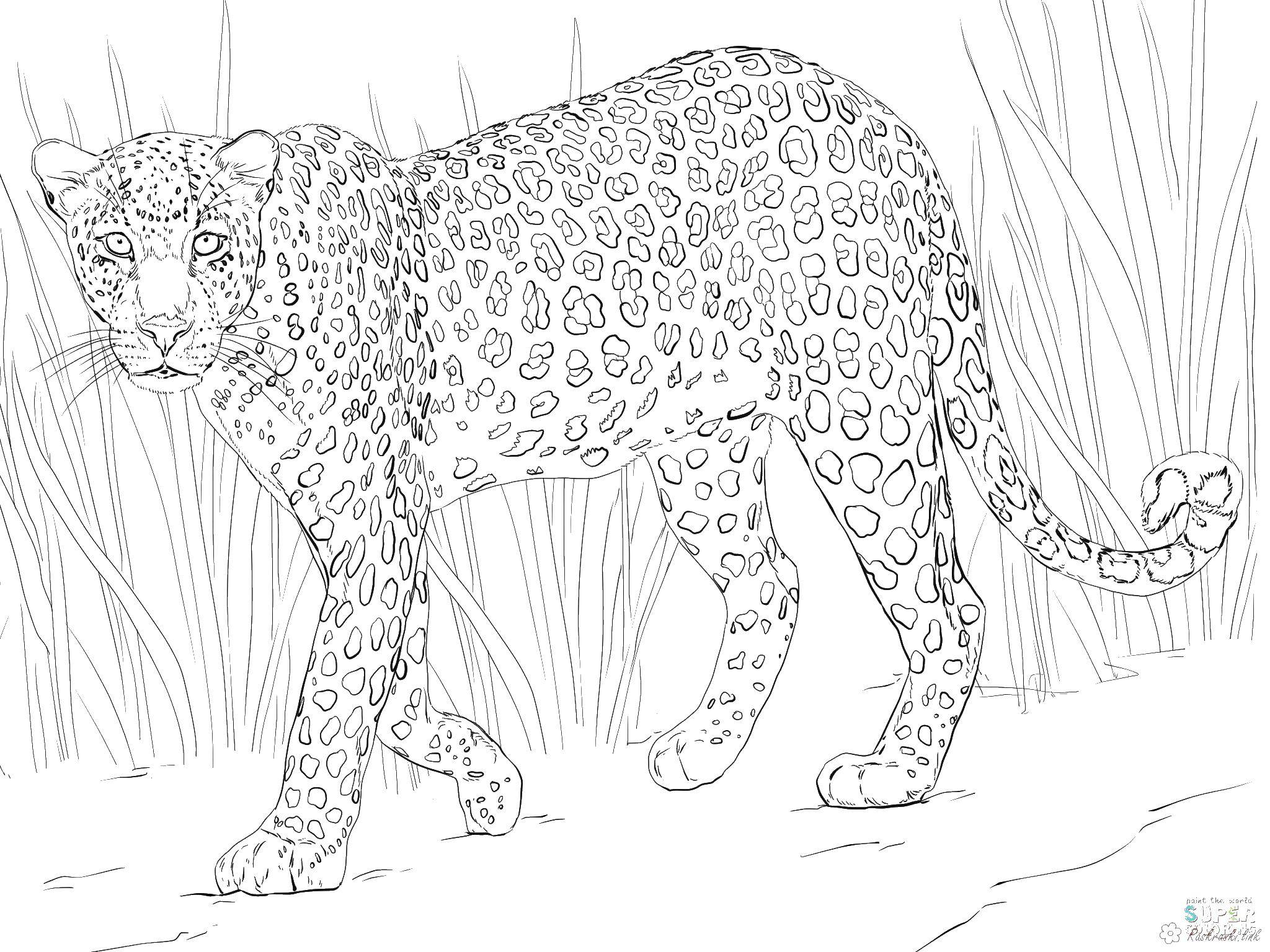 Название: Раскраска Пятнистый леопард. Категория: дикие животные. Теги: леопард.