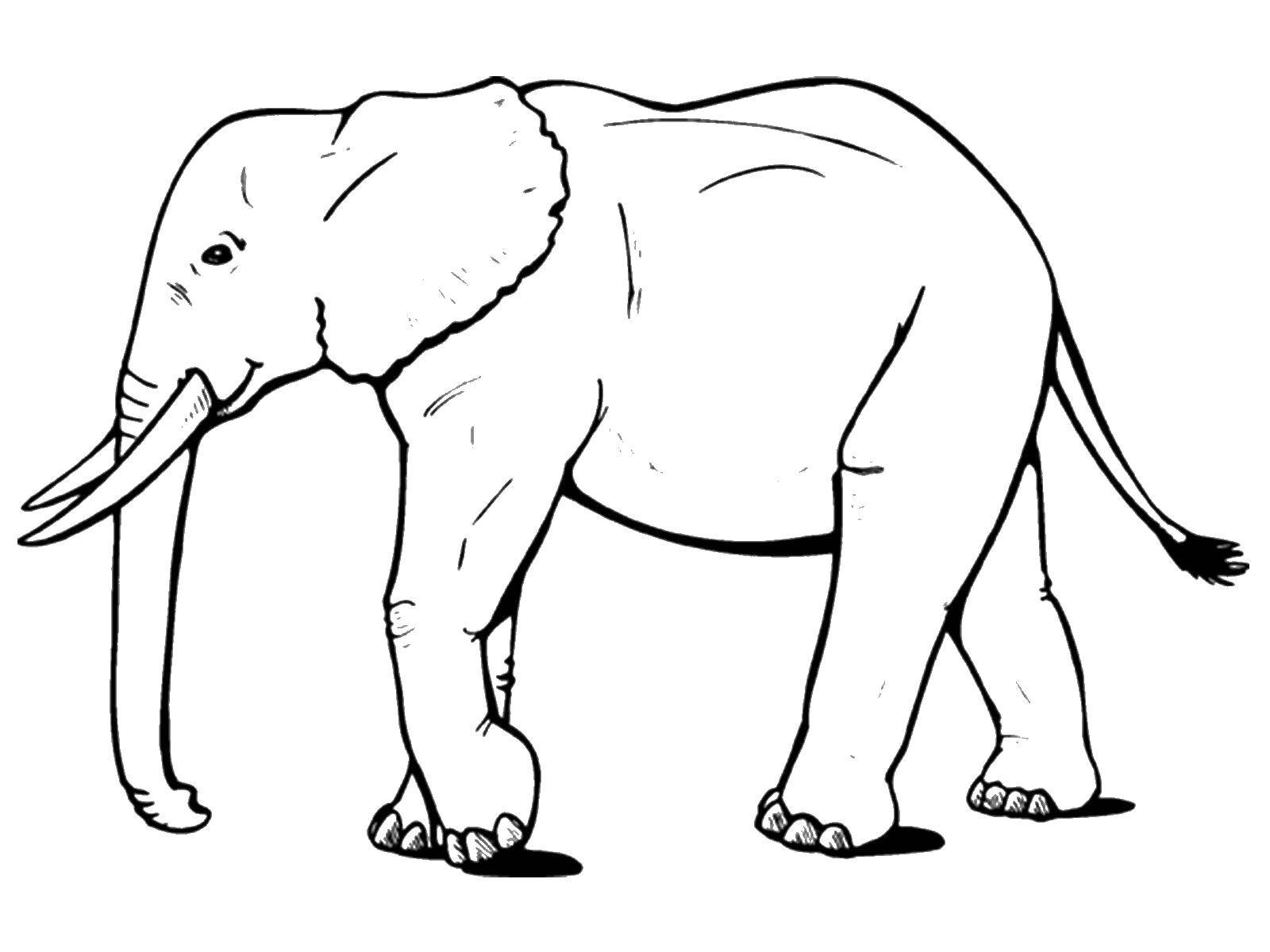 Раскраска Красивый слон