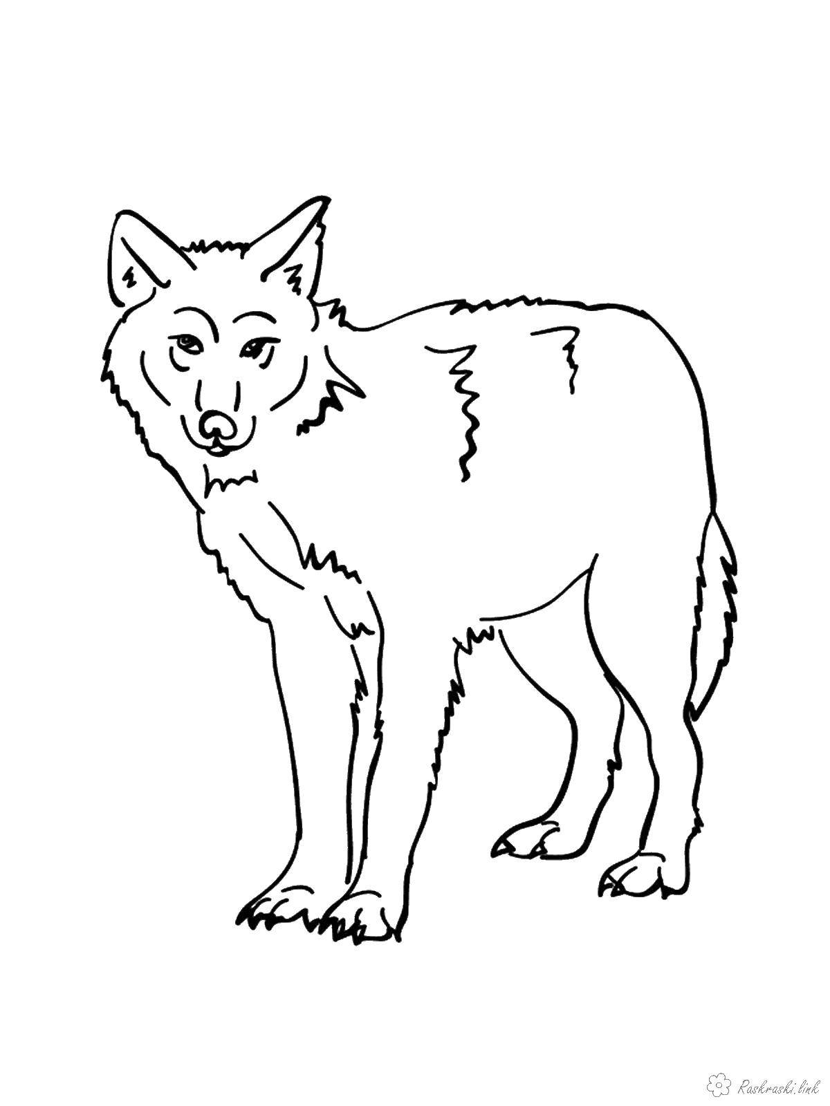 Coloring Wolf. Category wild animals. Tags:  Wolf.