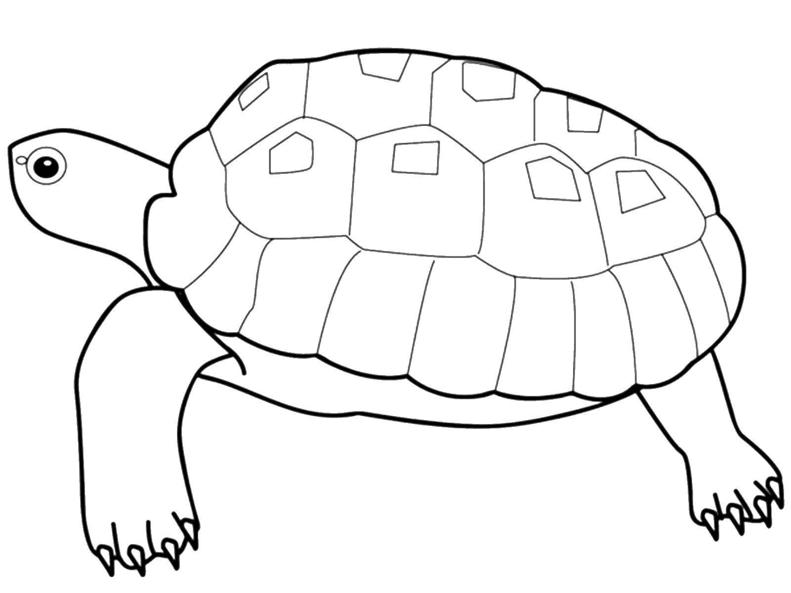 Название: Раскраска Большая черепаха. Категория: дикие животные. Теги: Черепаха.