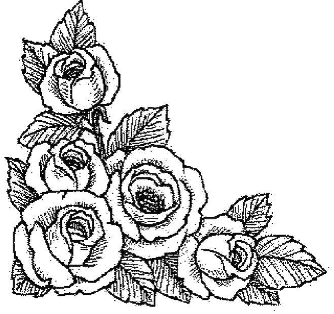 Coloring A bouquet of roses. Category flowers. Tags:  flowers, roses, bouquet.