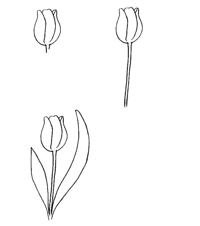 Раскраски тюльпан, Раскраска Поэтапно рисуем тюльпан как нарисовать поэтапно  цветы.