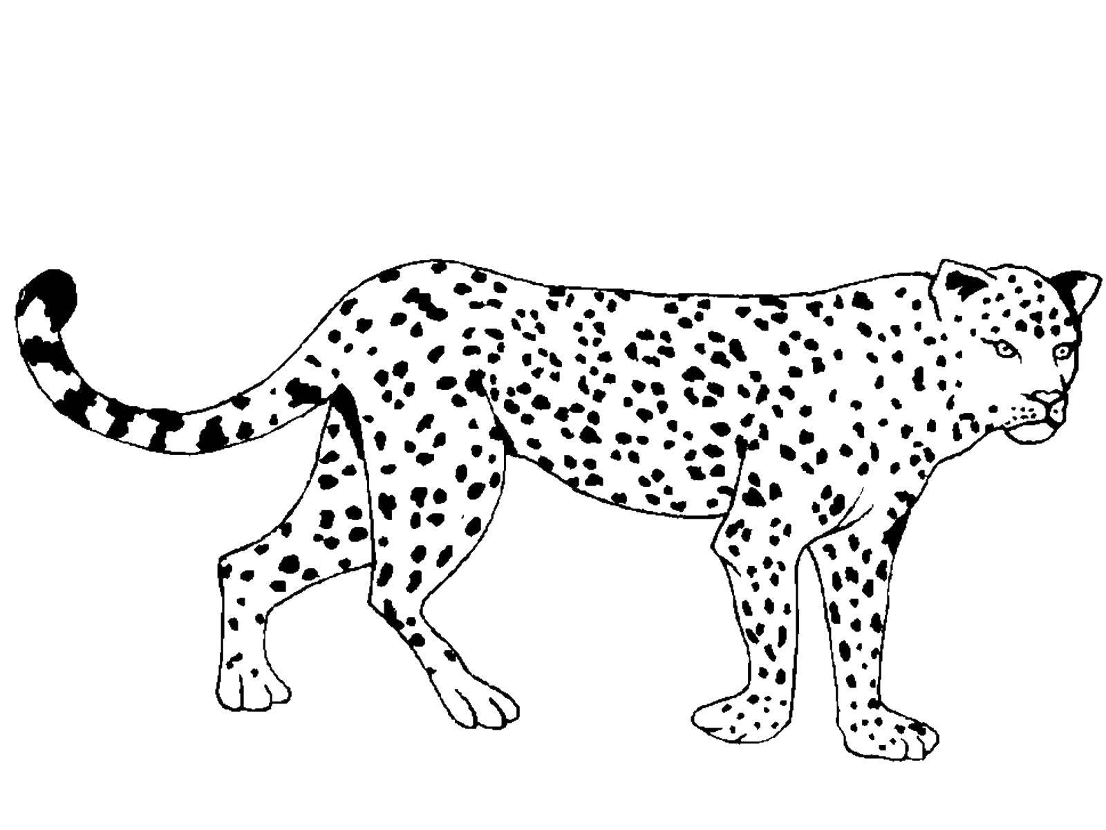 Название: Раскраска Пятнистый леопард. Категория: дикие животные. Теги: леопард.