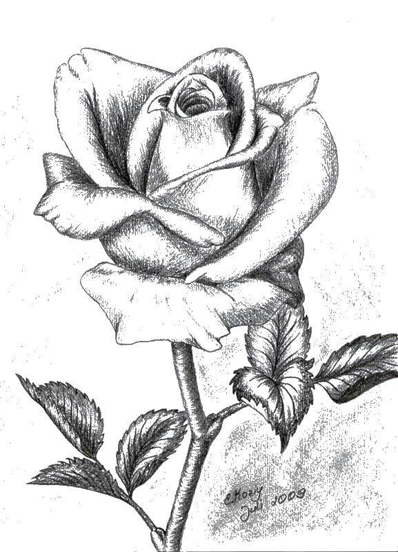 Coloring Rose. Category flowers. Tags:  rose, color.
