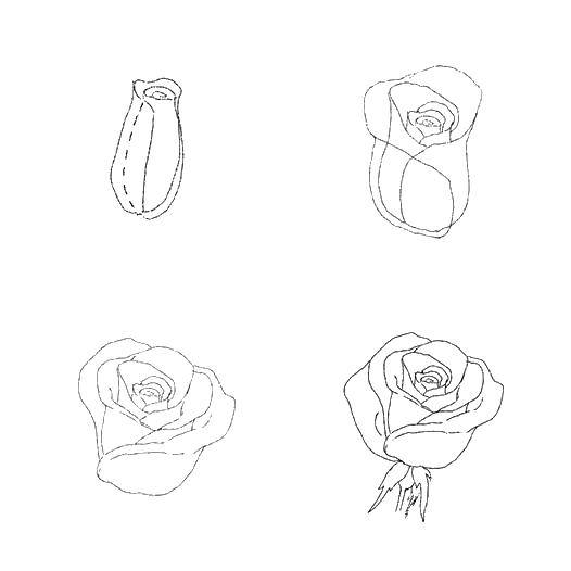 Coloring Roses. Category coloring. Tags:  how to draw flowers, rose.