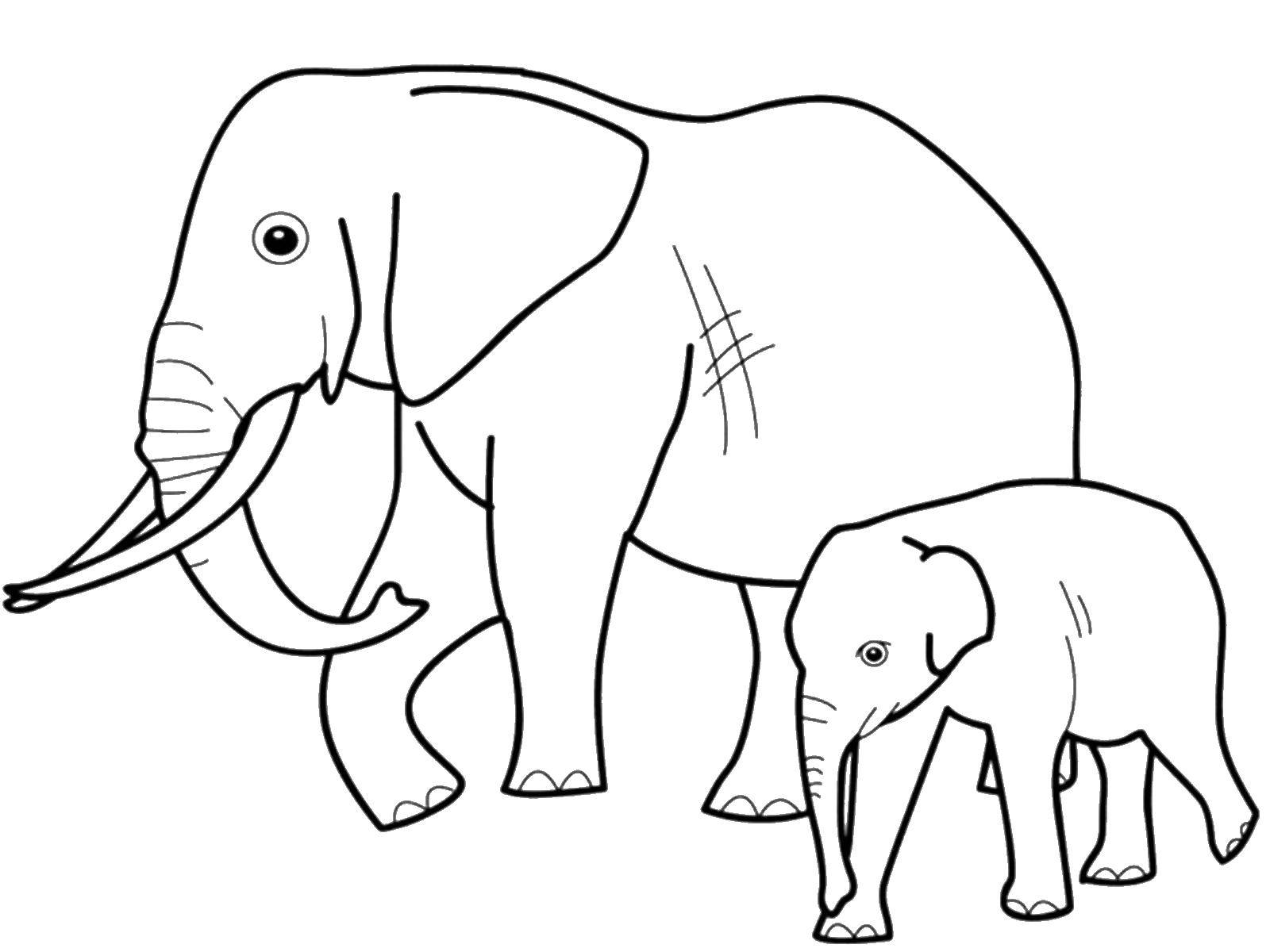 Coloring Elephant with a baby elephant. Category wild animals. Tags:  elephant.