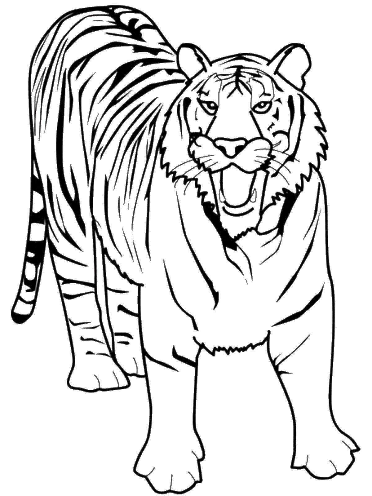 Coloring Tiger. Category wild animals. Tags:  the tiger.