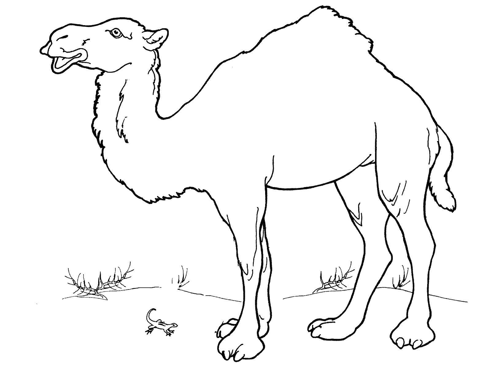 Coloring Camel. Category wild animals. Tags:  Camel.