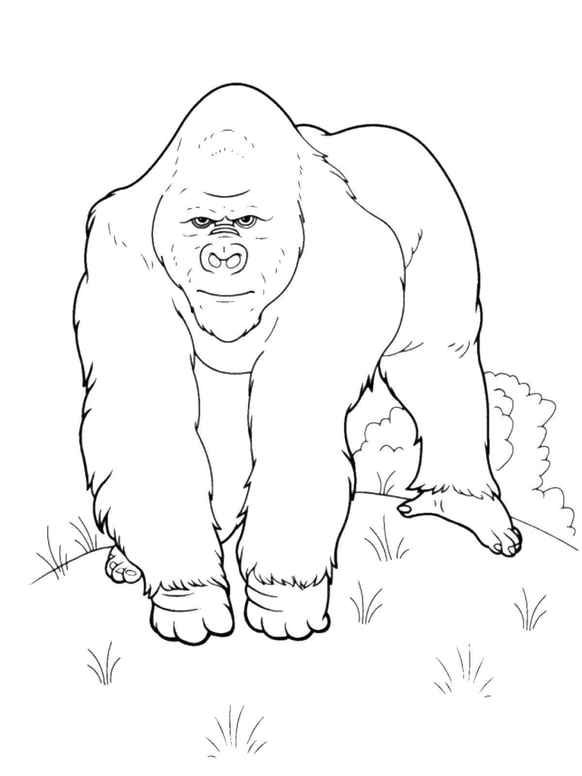Coloring Gorilla. Category wild animals. Tags:  gorilla.