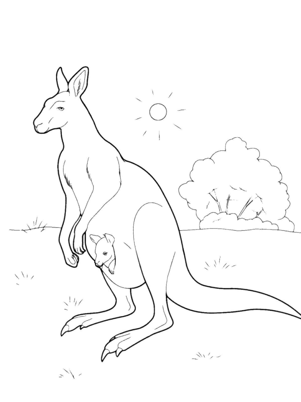 Coloring Kangaroo. Category wild animals. Tags:  kangaroo.