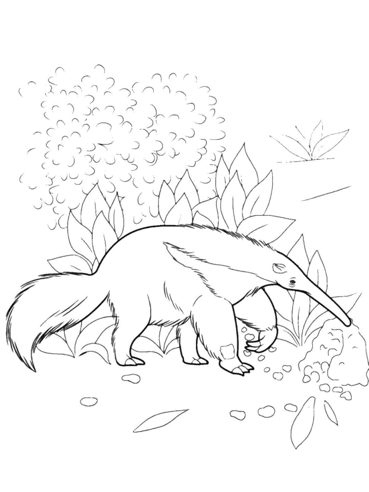 Coloring Anteater. Category wild animals. Tags:  Anteater.