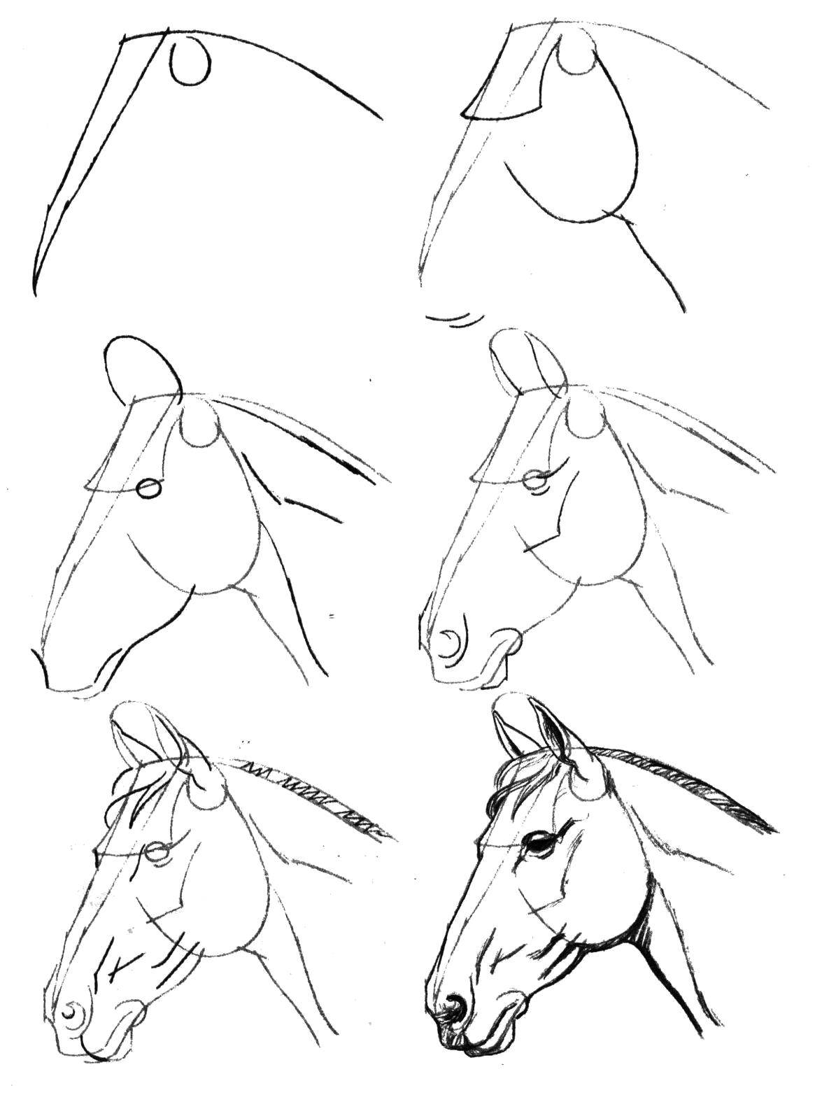 Coloring Gradually draw the horse. Category how to draw by stages in pencil. Tags:  Animals, horse.