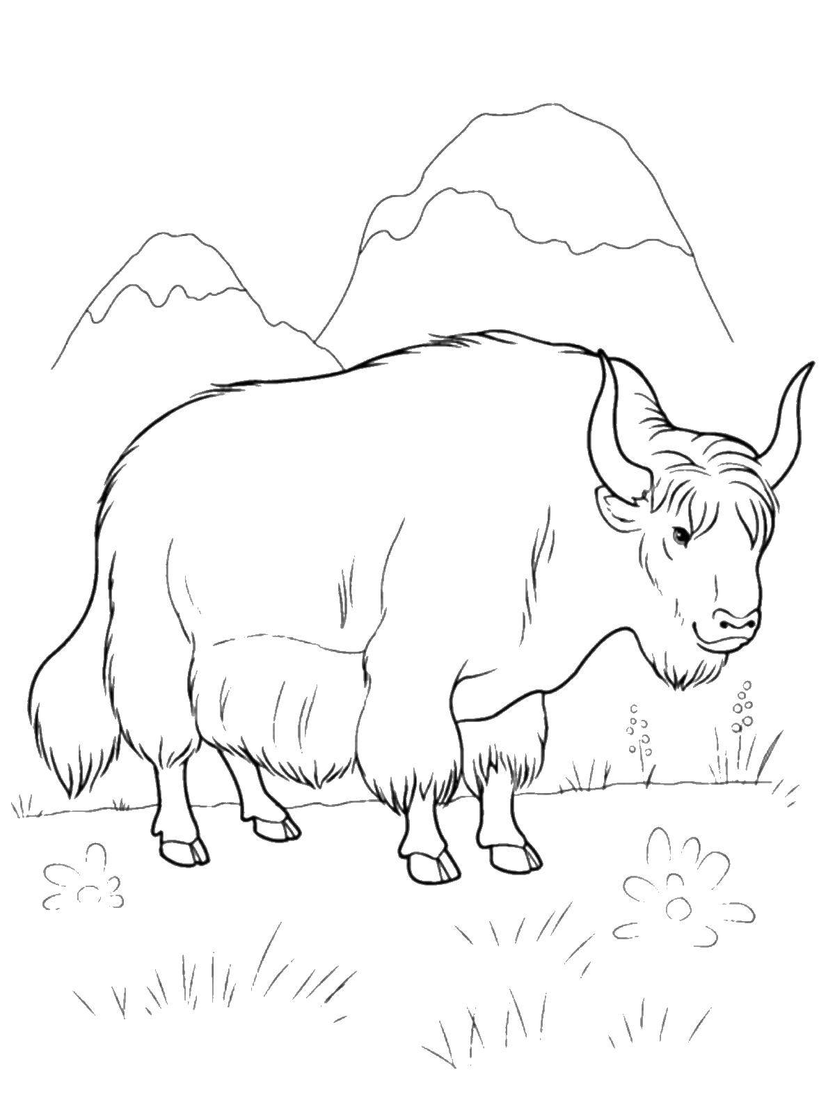 Coloring Yak. Category wild animals. Tags:  Yak.