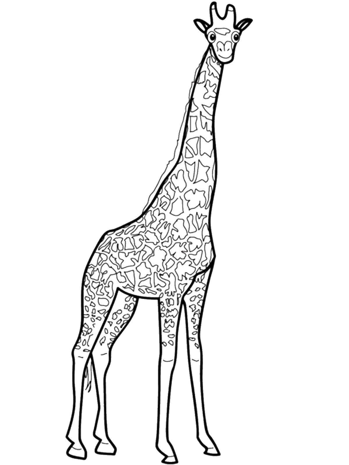 Силуэт жирафа для раскрашивания
