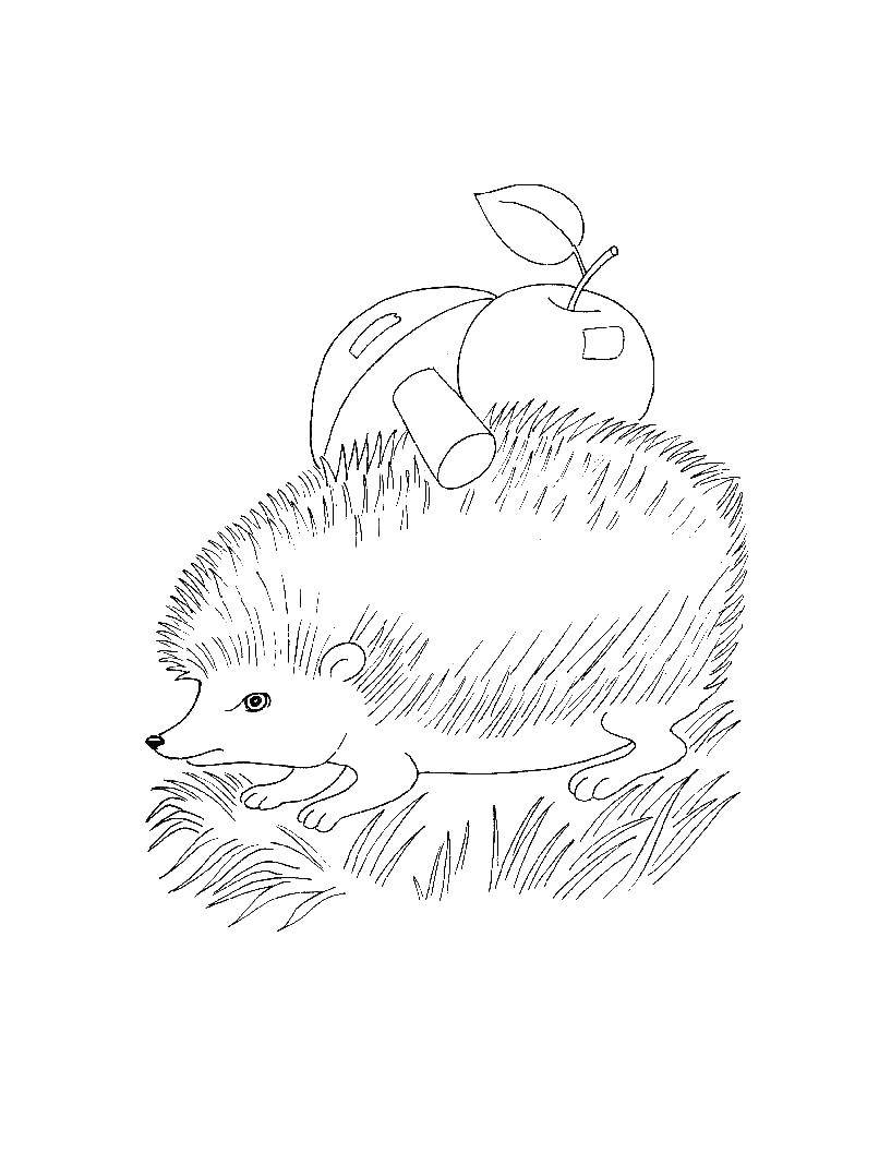 Coloring Hedgehog. Category wild animals. Tags:  the hedgehog .