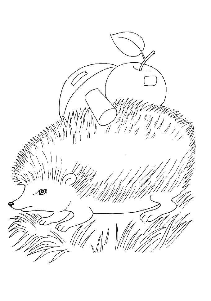 Coloring Hedgehog. Category wild animals. Tags:  hedgehog .