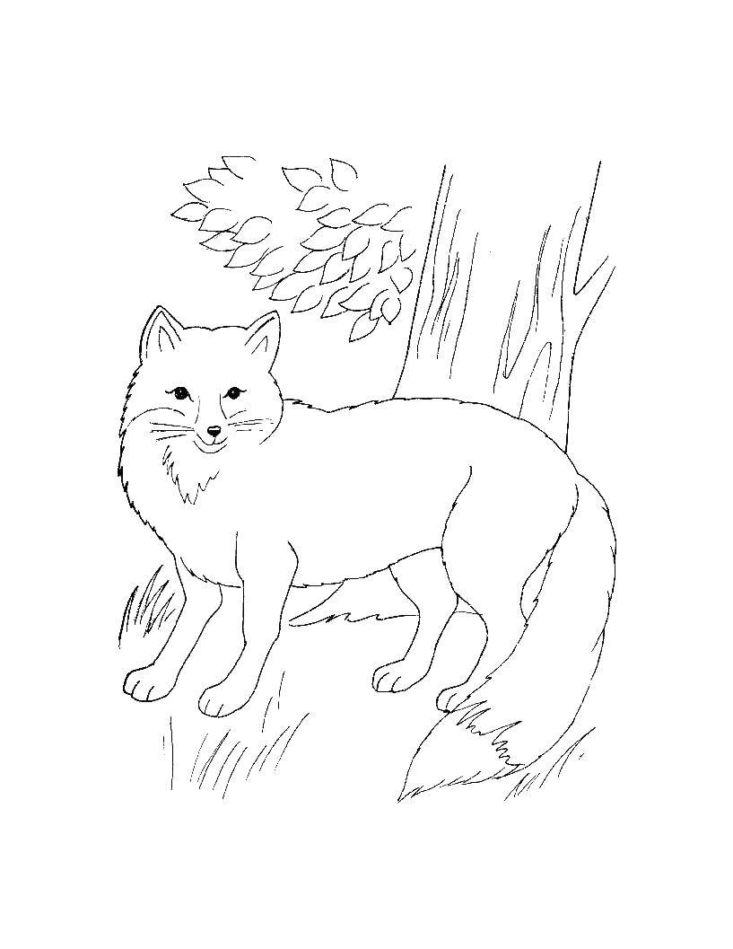 Coloring Fox. Category wild animals. Tags:  Fox.