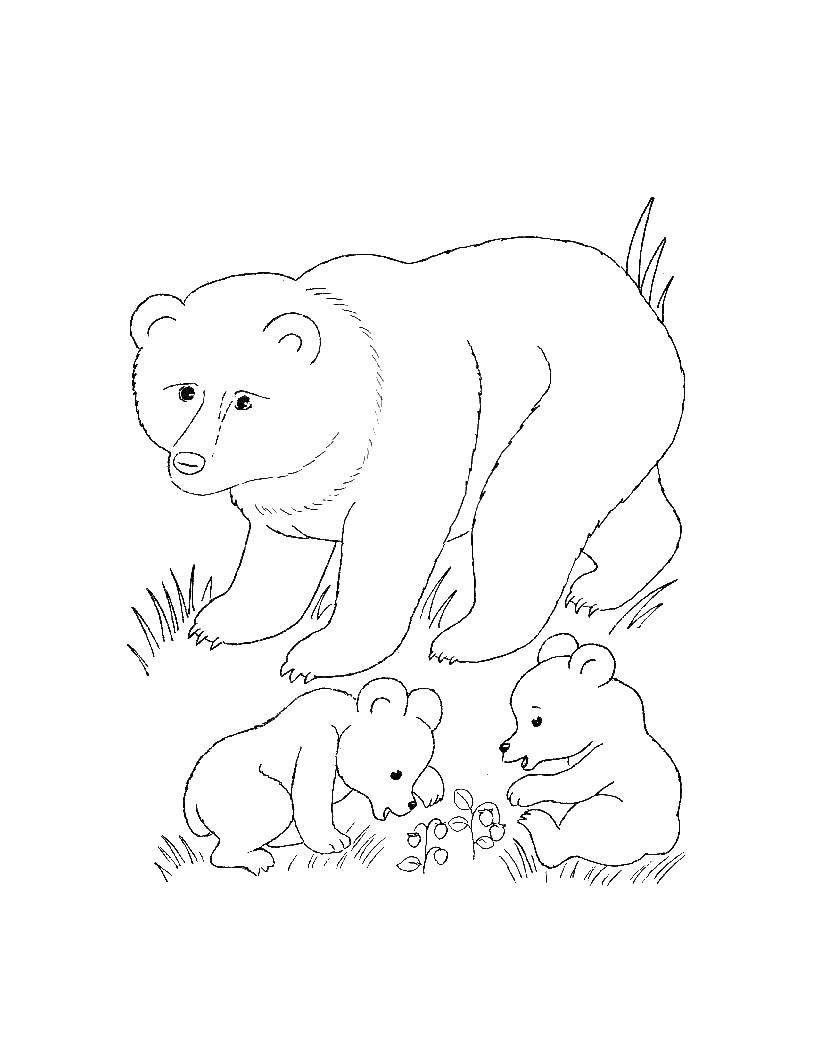 Coloring Bears. Category wild animals. Tags:  Bears, Bear.