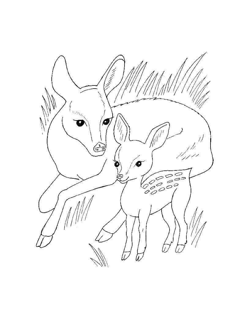 Coloring DOE with fawn. Category wild animals. Tags:  The deer.