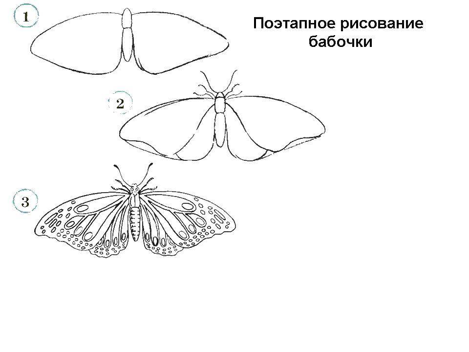 Coloring Gradually draw the butterfly. Category how to draw by stages in pencil. Tags:  Butterfly.