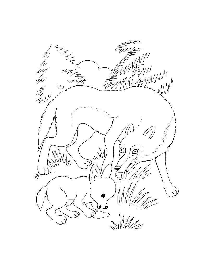 Название: Раскраска Волчица с волченком. Категория: дикие животные. Теги: волк.