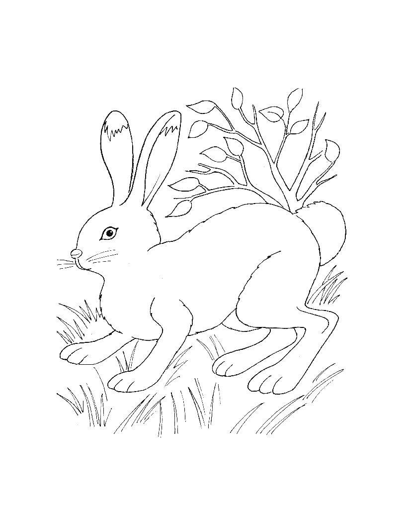 Название: Раскраска Заяц. Категория: дикие животные. Теги: заяц, кролик.