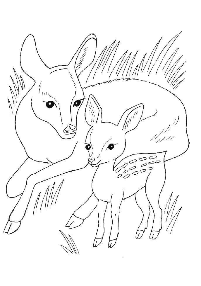 Coloring Fawn. Category wild animals. Tags:  the deer.