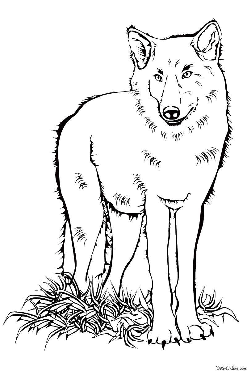 Название: Раскраска Волк. Категория: дикие животные. Теги: волк.