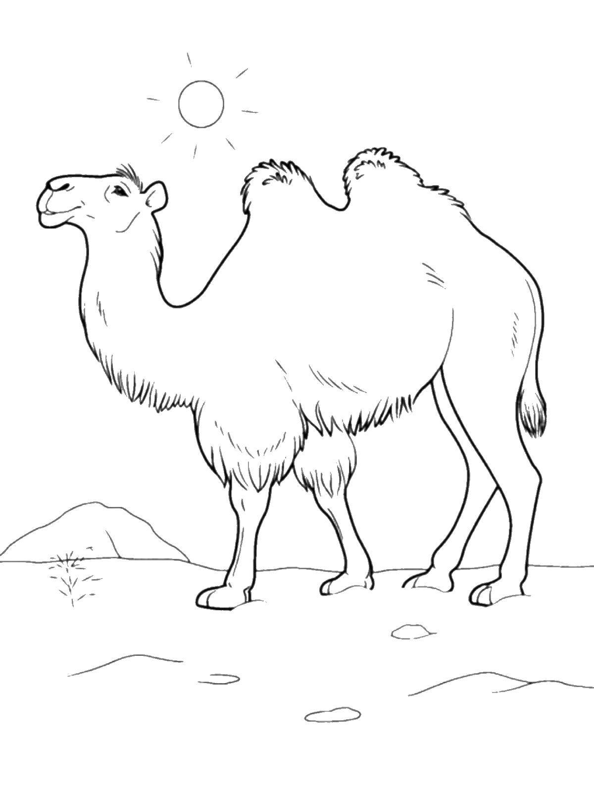 Название: Раскраска Двугорбый верблюд. Категория: дикие животные. Теги: Верблюд.