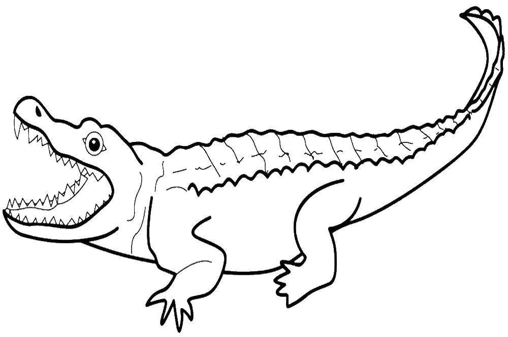 Название: Раскраска Крокодил. Категория: дикие животные. Теги: крокодил.