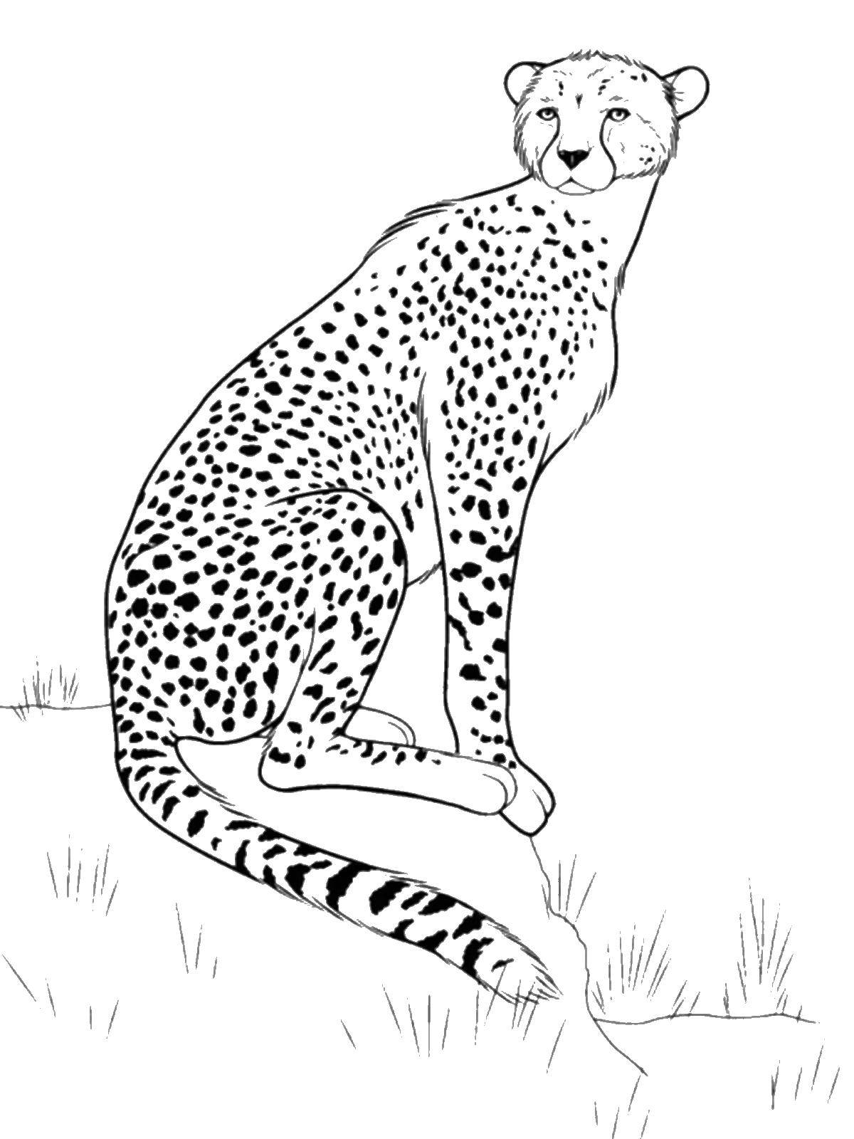 Название: Раскраска Леопард. Категория: дикие животные. Теги: леопард.