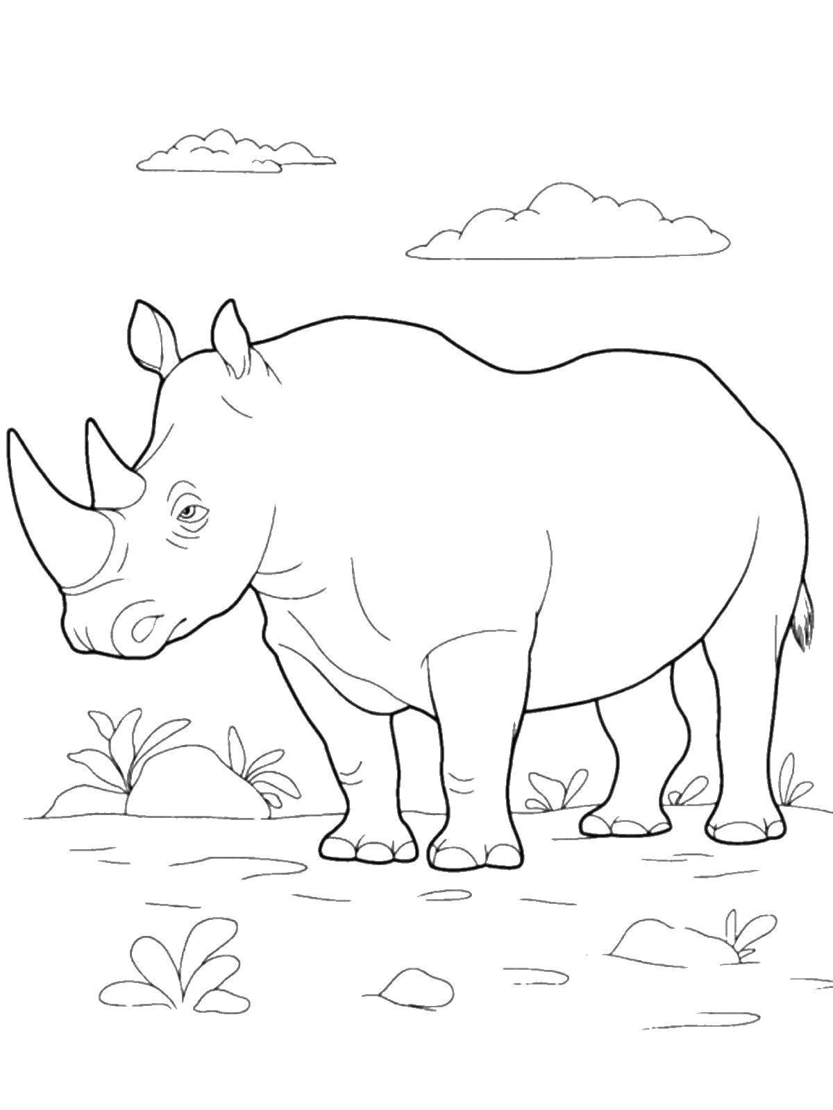 Название: Раскраска Носорог. Категория: дикие животные. Теги: носорог.