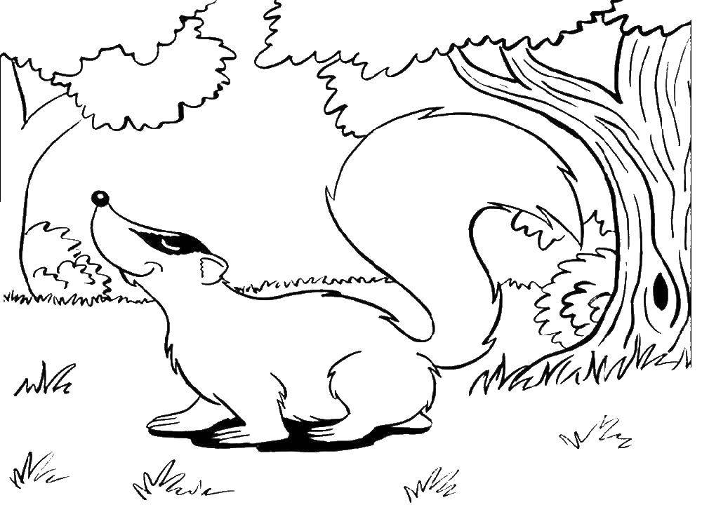 Coloring Skunk. Category wild animals. Tags:  skunk.