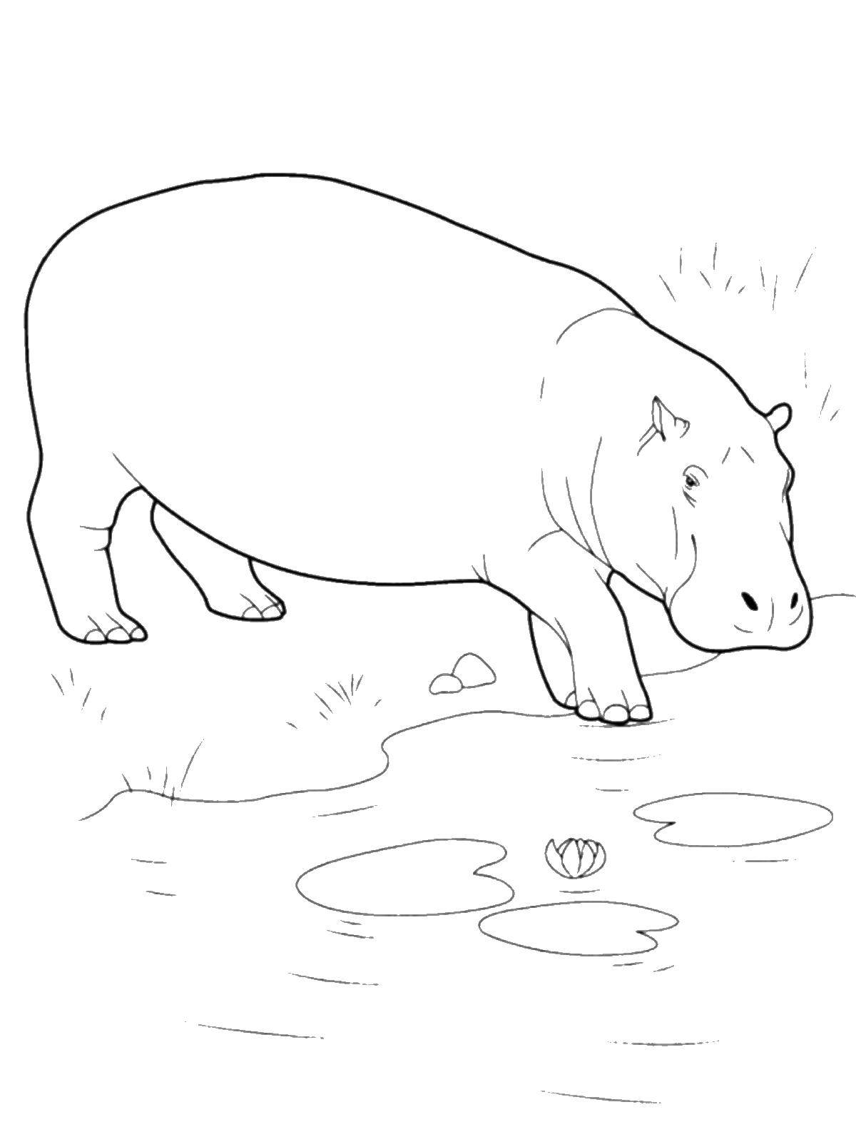 Coloring Hippo. Category wild animals. Tags:  Hippo.