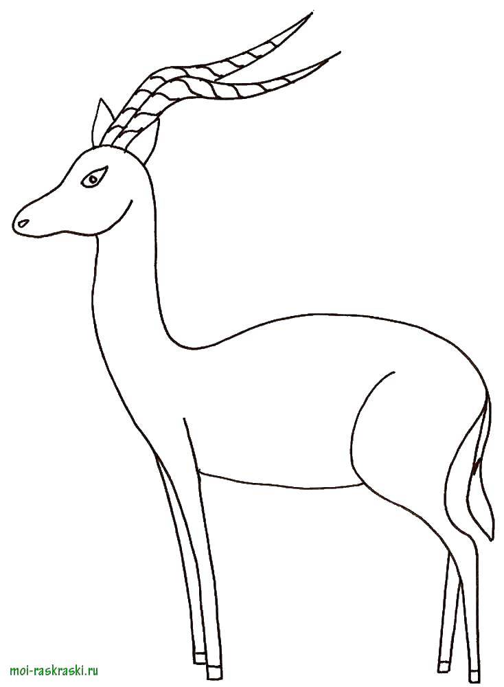 Coloring Gazelle. Category wild animals. Tags:  The rear.